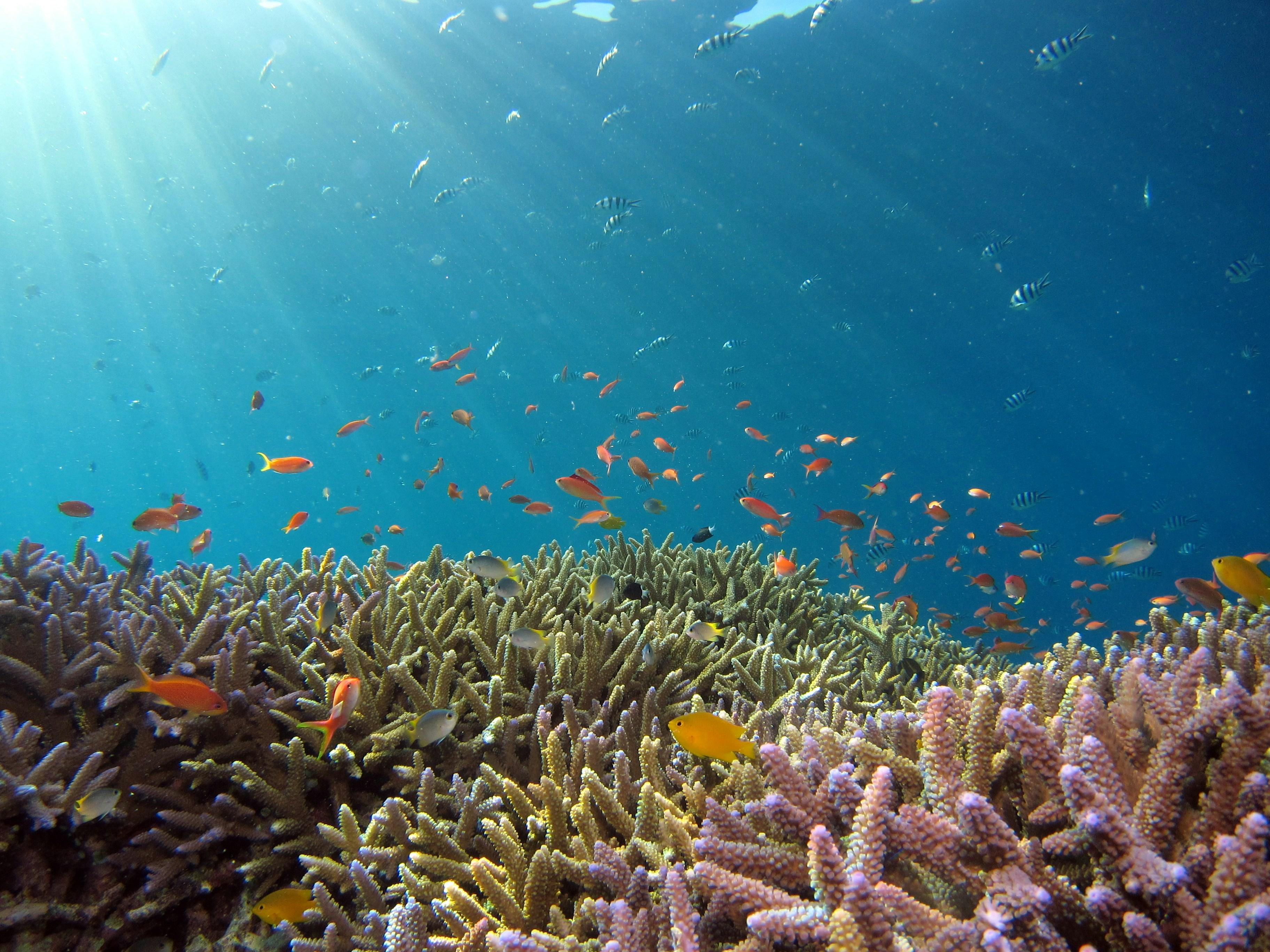 SSI Open Water Diver Course photo 1
